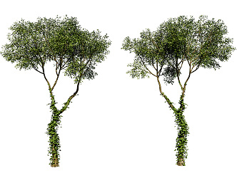 The Modern Tree 3d model