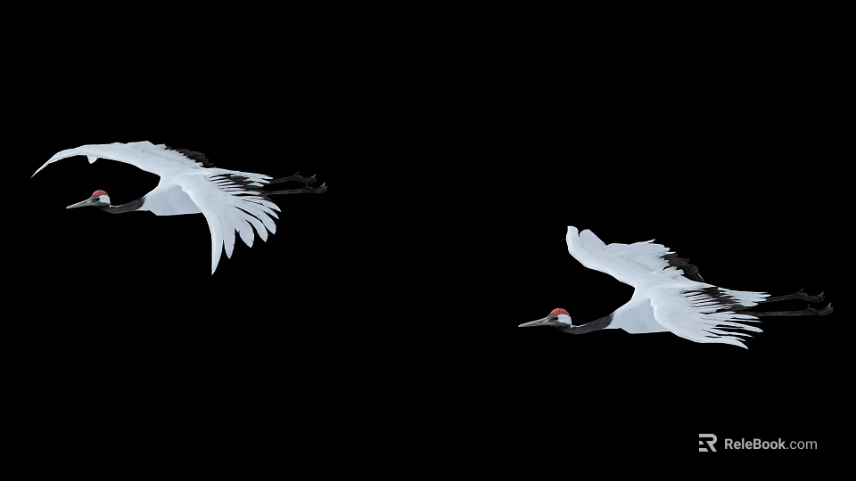 Beautiful Red Crowned Cranes Flying Gracefully In Wildlife Against Black Background 3d model 