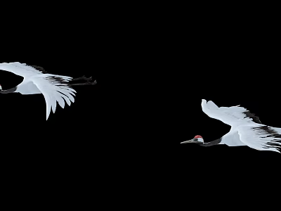 Beautiful Red Crowned Cranes Flying Gracefully In Wildlife Against Black Background 3d model