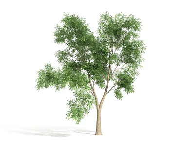 Lush Green Single Arbor With Dense Foliage And Straight Brown Trunk 3d model