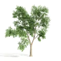 The Modern Tree 3d model