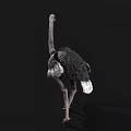 Detailed Gray Feathered Ostrich With Long Neck Standing Against Black Background