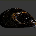 Shiny Dark Mussel Shell with Iridescent Sheen Close Up on Gray Background 3d model