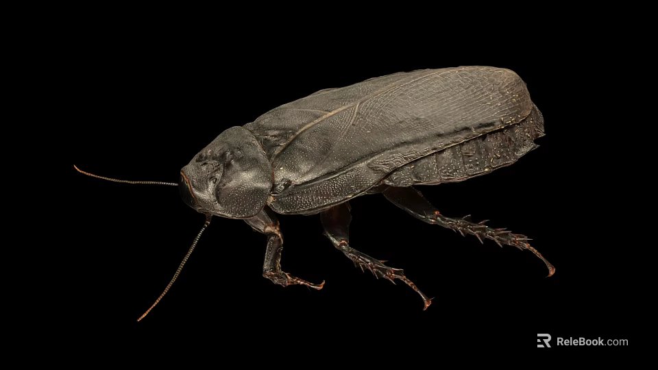 Detailed View Of Black Cockroach Body Structure On Isolated Black Background 3d model 