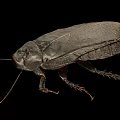 Detailed View Of Black Cockroach Body Structure On Isolated Black Background