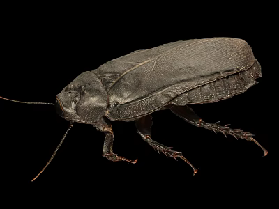 Detailed View Of Black Cockroach Body Structure On Isolated Black Background 3d model