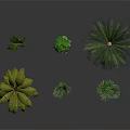 Various Tropical and Small Green Plants Including Palm and Banana Trees