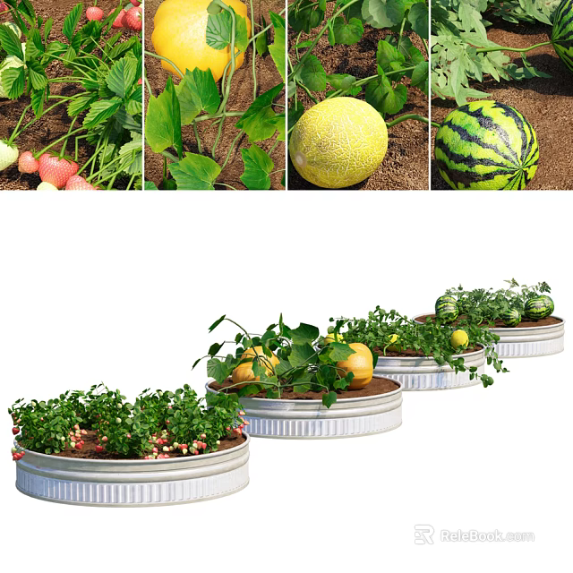 Fresh Organic Fruits Growing In Container Gardens With Green Leaves And Ripe Melons 3d model 