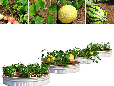 Fresh Organic Fruits Growing In Container Gardens With Green Leaves And Ripe Melons 3d model