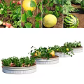 Fresh Organic Fruits Growing In Container Gardens With Green Leaves And Ripe Melons