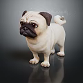 Adorable Pug Dog Standing On Dark Background With Smooth Fur And Shiny Reflection