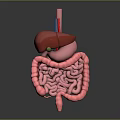 Detailed Human Internal Organs 3D Model Showing Liver Stomach And Intestines