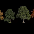Four Trees With Different Colored Leaves Arranged On Black Background