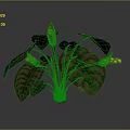 Tropical Plant With Large Green Patterned Leaves Thick Stems And Yellow Spotted Flowers