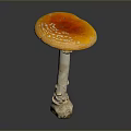 Fresh Orange Mushroom With White Spots On Round Cap Over Dark Reflective Surface