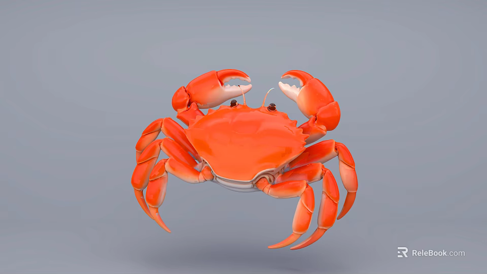 Detailed Red Aquatic Crab With Large Claws Isolated On Gray Background 3d model 
