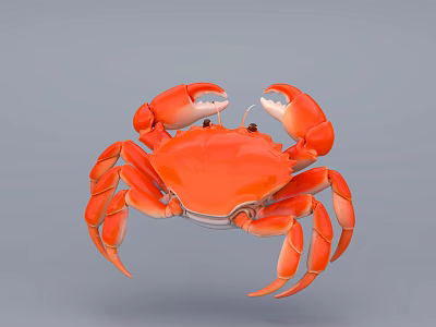 Detailed Red Aquatic Crab With Large Claws Isolated On Gray Background 3d model