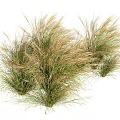 Ornamental Grass Clumps With Green And Golden Foliage For Garden Landscaping