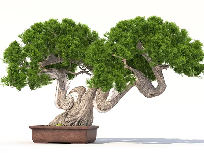 Bonsai Plant With Lush Green Foliage And Twisted Trunk In Brown Ceramic Pot 3d model