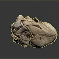 Realistic Anatomical Heart Organ Model With Hair Like Vessels And Textured Surface