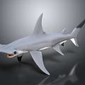 Hammerhead Shark 3D Model With Open Mouth Sharp Teeth And Reflective Surface