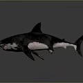 Realistic 3D Shark with Open Mouth Sharp Teeth and Black White Body on Dark Background
