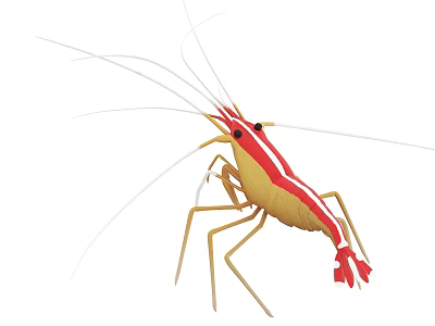 Yellow and Red Shrimp Aquatic Animal with Long Antennae in Illustration Style 3d model