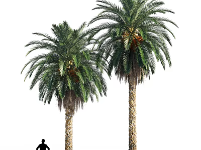Palm Trees With Textured Trunks Lush Green Fronds And Person Silhouette At Base 3d model