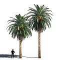 Palm Trees With Textured Trunks Lush Green Fronds And Person Silhouette At Base