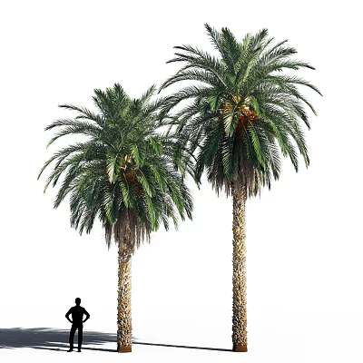Palm Trees With Textured Trunks Lush Green Fronds And Person Silhouette At Base 3d model
