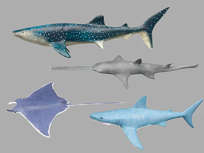 Various Aquatic Animals Including Whale Shark Sawfish Ray And Shark With Unique Features 3d model