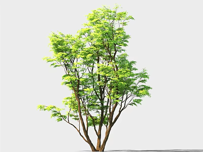 Green Tree With Multiple Trunks And Lush Green Leaves On White Background 3d model