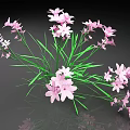 Blooming Pink Flowers With Green Grass Leaves Fresh Arrangement On Dark Background