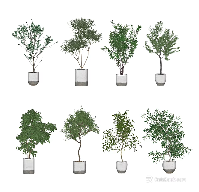 Different Types of Bonsai Potted Plants in White Ceramic Pots for Indoor Decor 3d model 