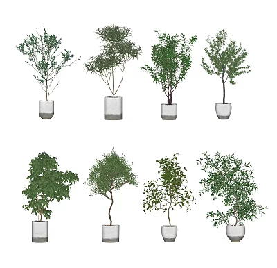 Different Types of Bonsai Potted Plants in White Ceramic Pots for Indoor Decor 3d model