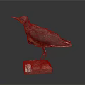 Vintage Bird Taxidermy Specimen Standing On Red Wooden Base With Label