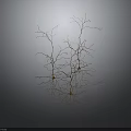 Detailed Neural Cells 3D Model With Branch Structures And Gray Background