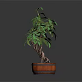 Potted Indoor Plant With Green Leaves And Forked Trunk In Wooden Barrel Planter
