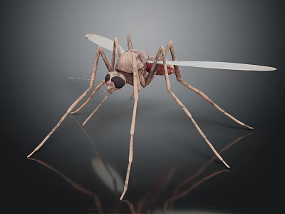 3D Rendered Flying Mosquito With Slender Legs Transparent Wings And Red Abdomen On Dark Background 3d model