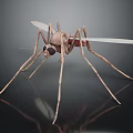 3D Rendered Flying Mosquito With Slender Legs Transparent Wings And Red Abdomen On Dark Background