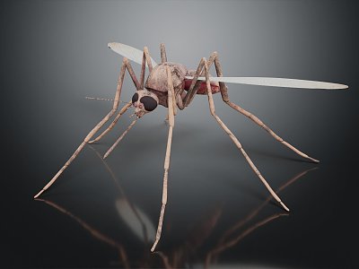 Modern Mosquito Cartoon Mosquito Cartoon Insect Monster Insect 3d model