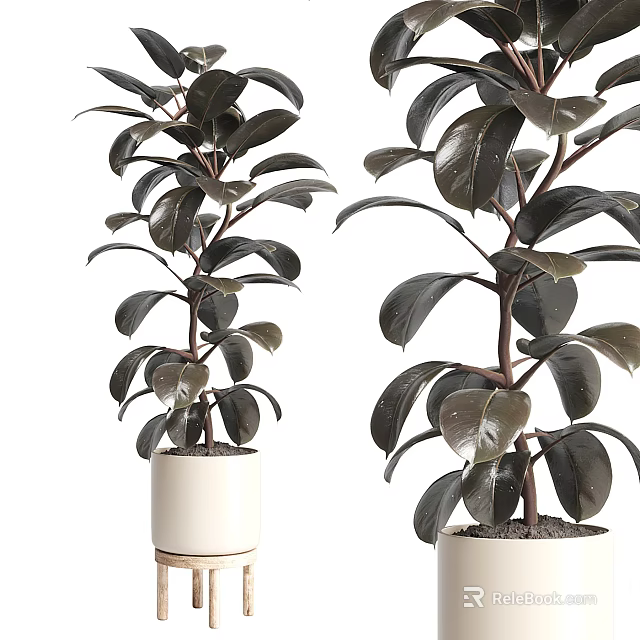 Potted Bonsai Plants with Lush Dark Green Leaves in White Ceramic Pots 3d model 