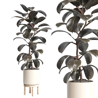 Potted Bonsai Plants with Lush Dark Green Leaves in White Ceramic Pots 3d model