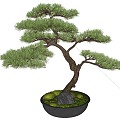 modeling tree modeling pine potted plant 3d model