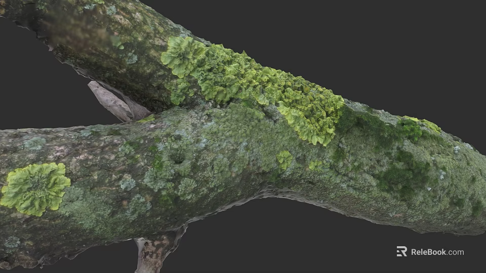 Detailed Plant Painting of Tree Branches Covered with Green Lichen and Moss 3d model 