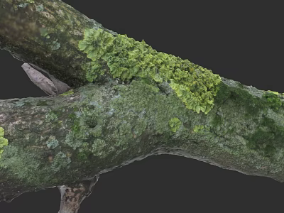 Detailed Plant Painting of Tree Branches Covered with Green Lichen and Moss 3d model