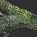 Detailed Plant Painting of Tree Branches Covered with Green Lichen and Moss