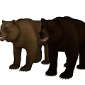 Two Brown And Black Bears Standing On Grey Background In Studio