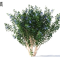 Bilberry Crops Plants 3d model