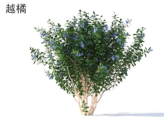 Bilberry Crops Plants 3d model